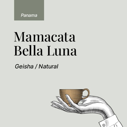 Panama Mamacata Geisha Natural (100g)